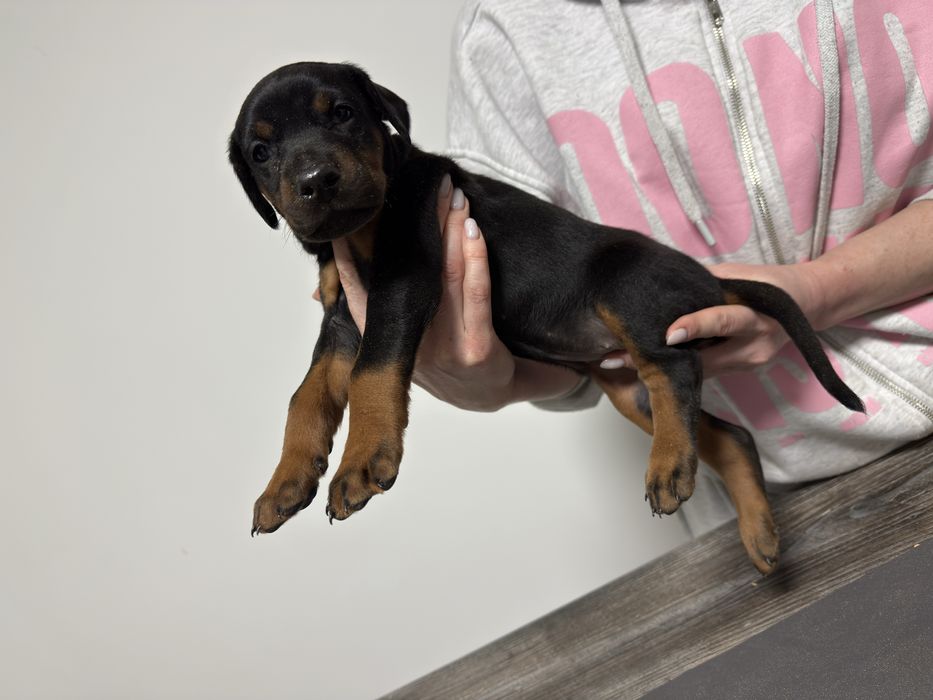 Щенки добермана коричневые и черные