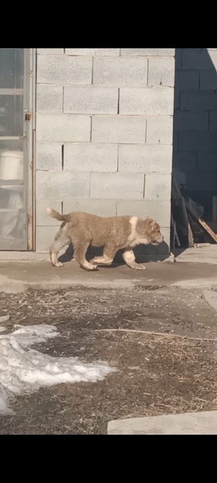 Продам алабая (тобет)