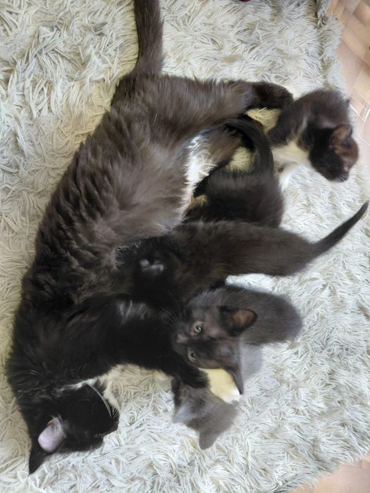Отдам котят с кошкой