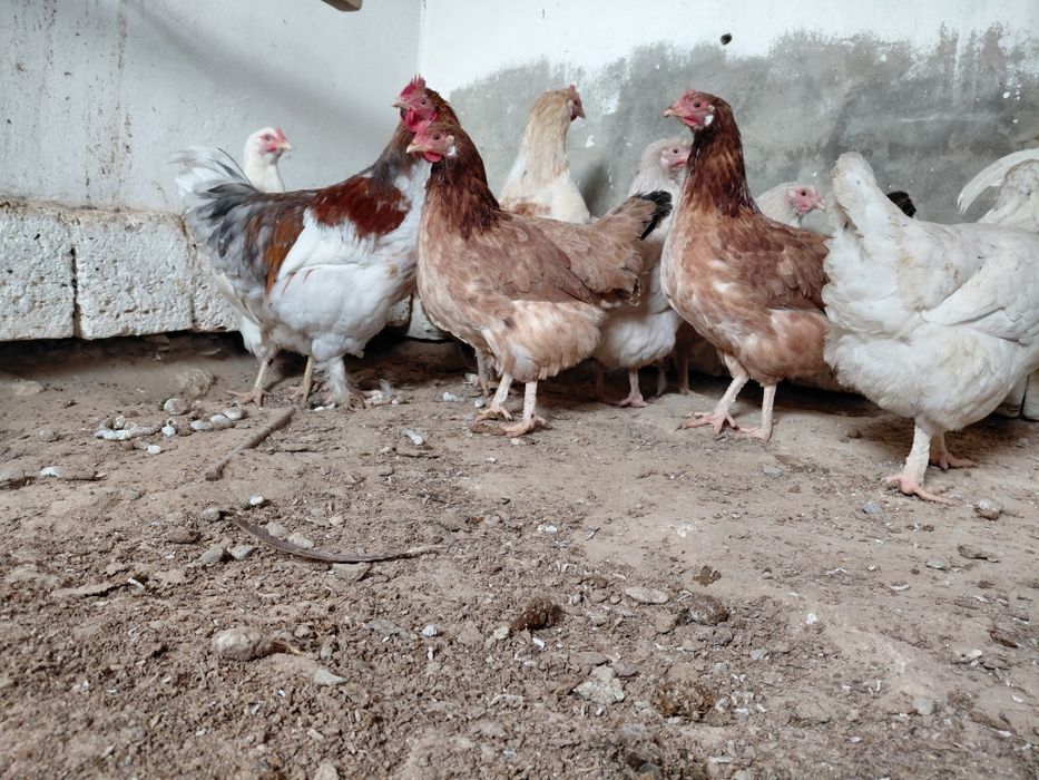 Тауыктар сатылады