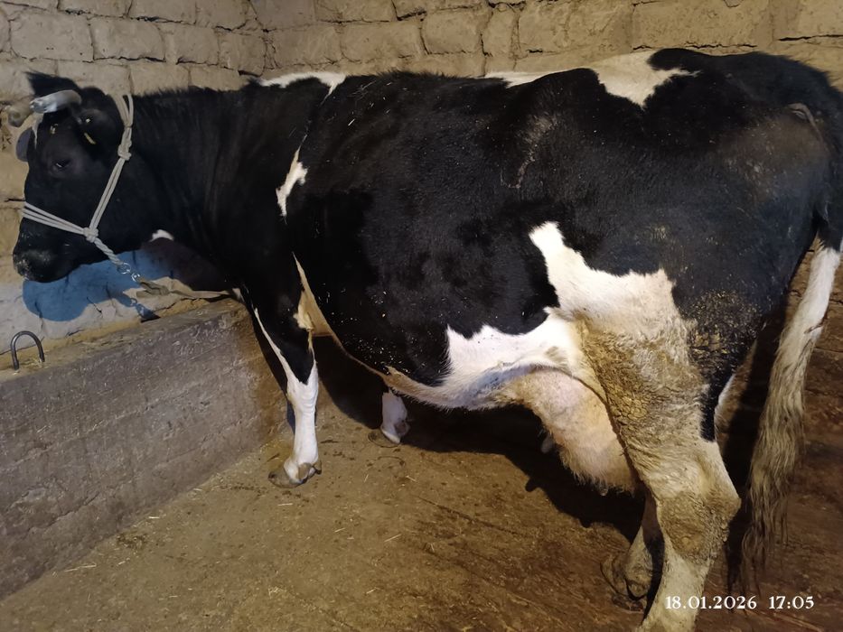 Сүтті Сиыр бұзауымен