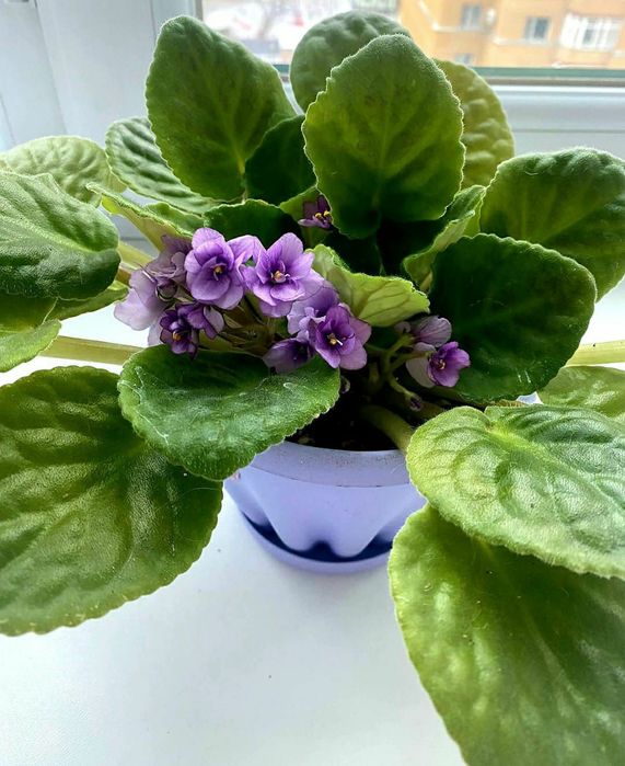 Продам посуду и цветы комнатные