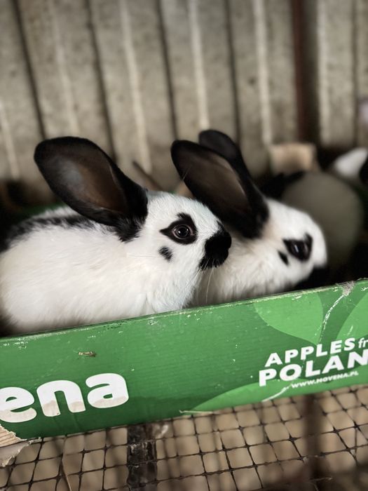 Продам крольчат 1,5 месячные