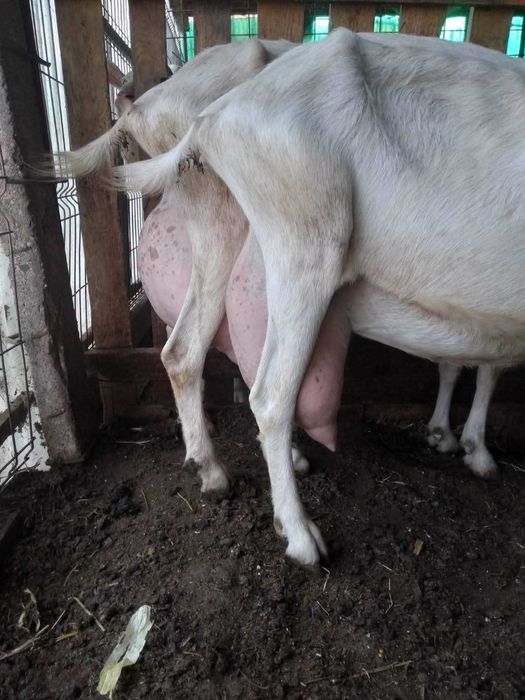 Vand tap saanen, ciut genetic, varsta un an, din linie foarte buna de lapte