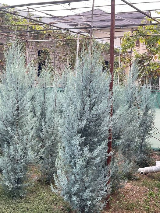 Аризонский кипарис