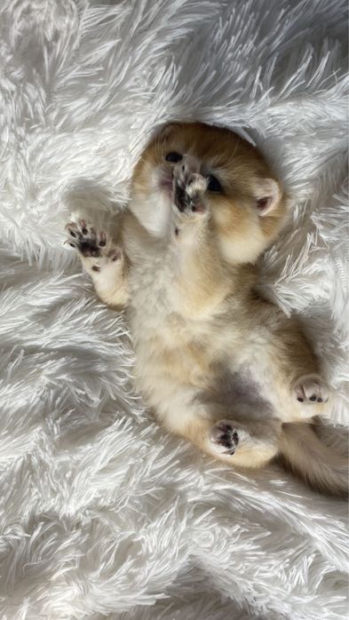 Ляльки сладкие