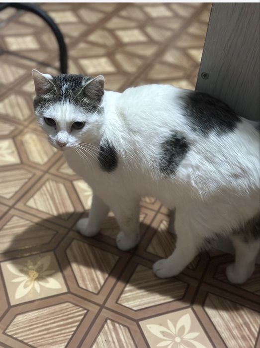 Ищем дом для чудестной кошечки