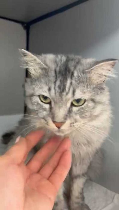 Кот  ищет дом и любящих хозяев