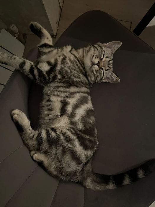 Британская кошка