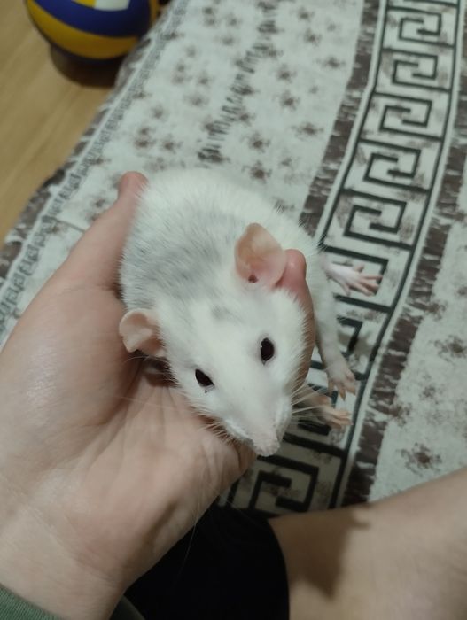 Крыса декоративная