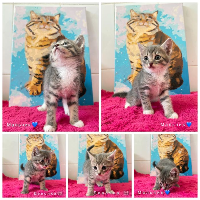 Продам котят британцев