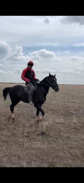 Айғыр жеребец Жылкы