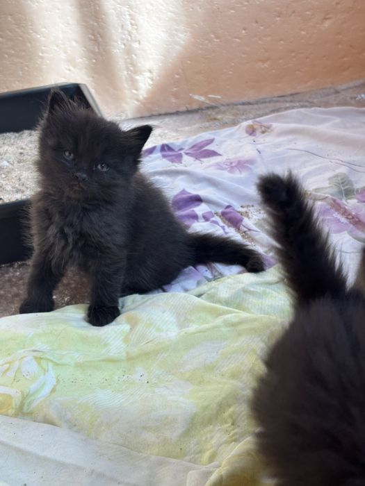 Отдам котят в добрые руки