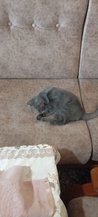 Опатный самец ищет себе жену