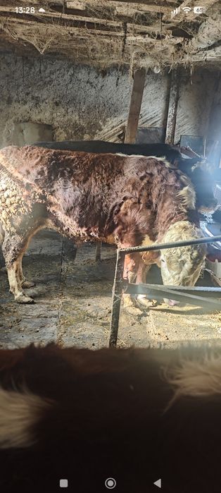 Продам быка ему 2 года
