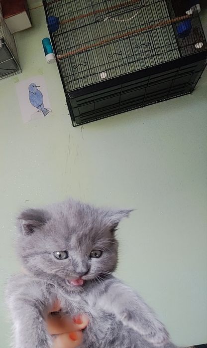 Mushukchalar sotiladi