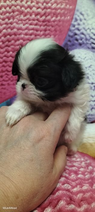 Девочка японского хина.