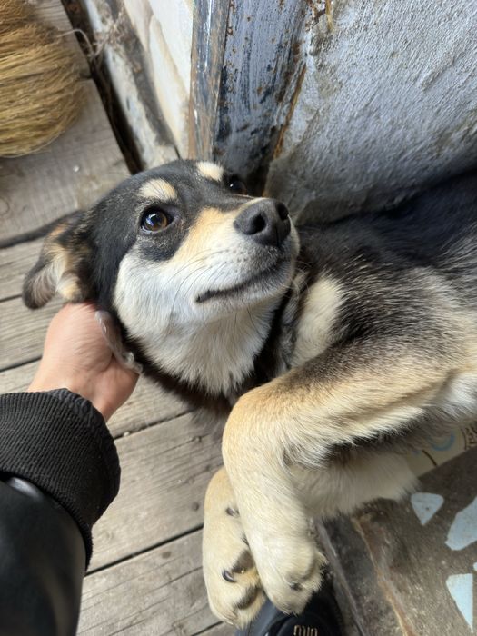 Собака девочка стерильная