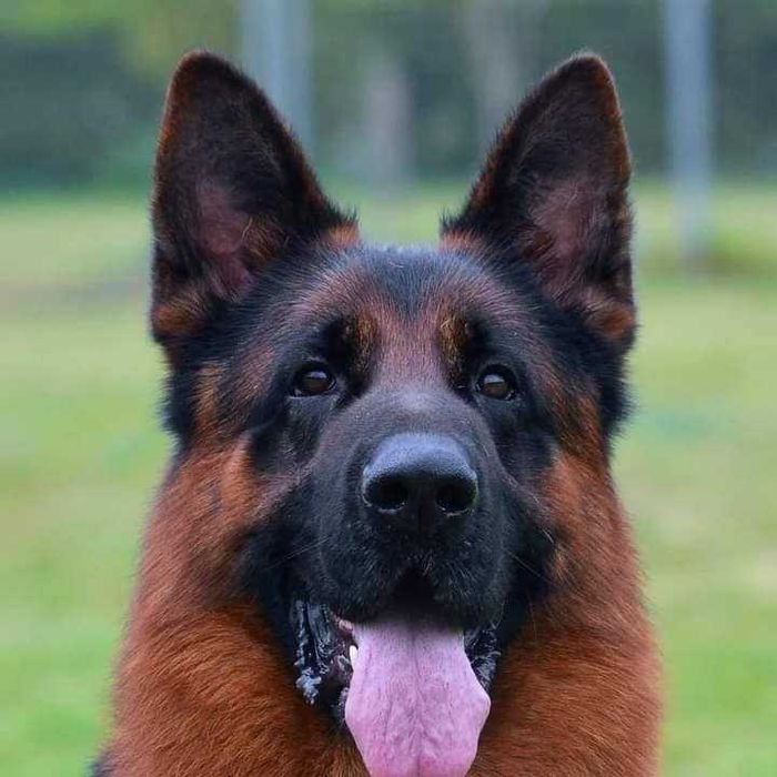 Ciobanesc German de la Canisa Autorizata