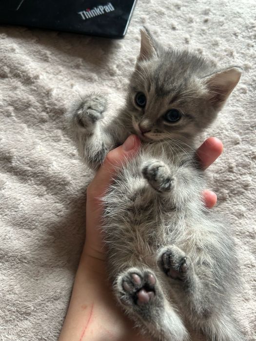 Котята-крысоловы