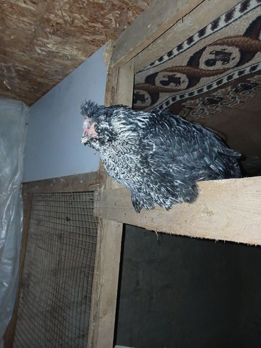 Тауық, қораз тауық