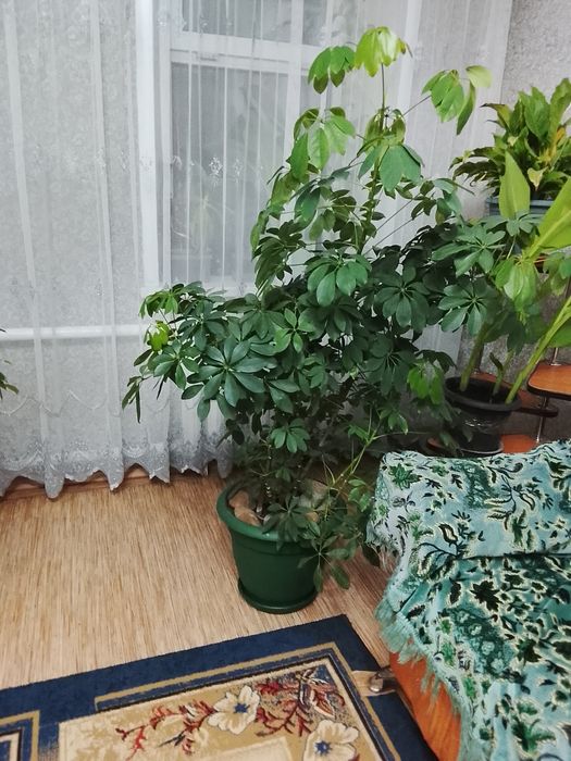 Продам комнатный цветок