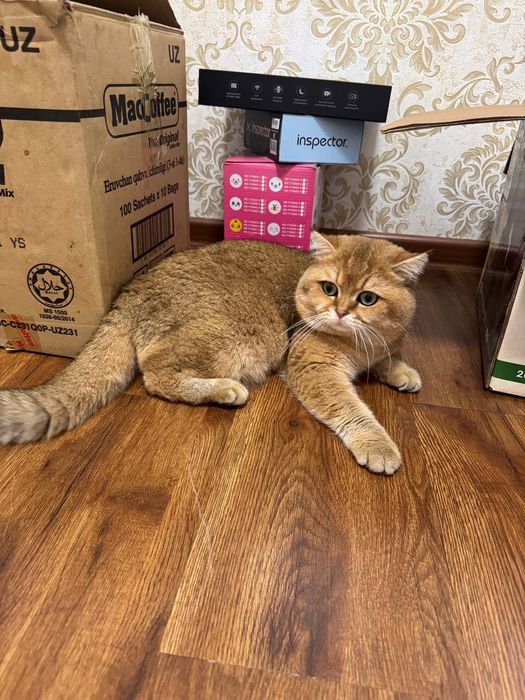 Продам Британский золотистый шиншилла малчик