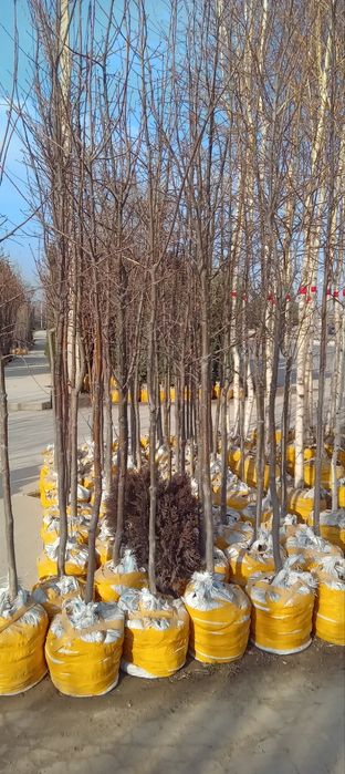 Barcha turdagi manzara va mevali