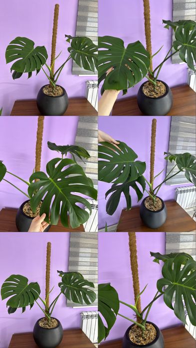 Продам Цветы  ухоженные