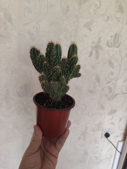 Продам кактус скала