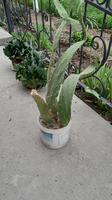 продается цветы опунция кактусы