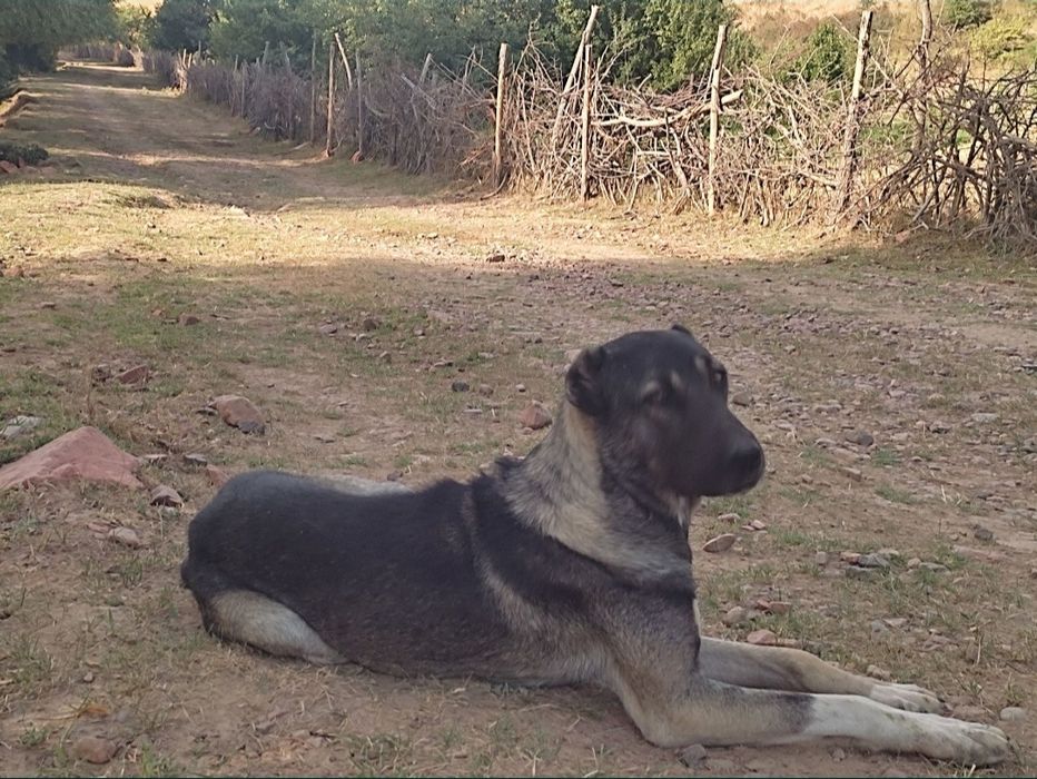 Кангал+алабай чатишган