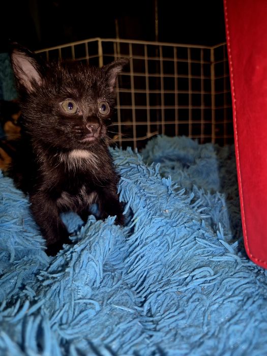 Отдам в добрые руки