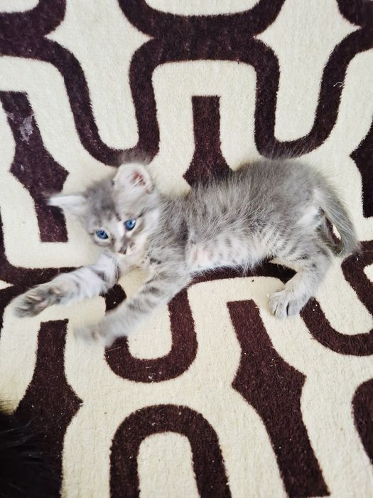 Отдам котят, мальчики 1,5 мес.