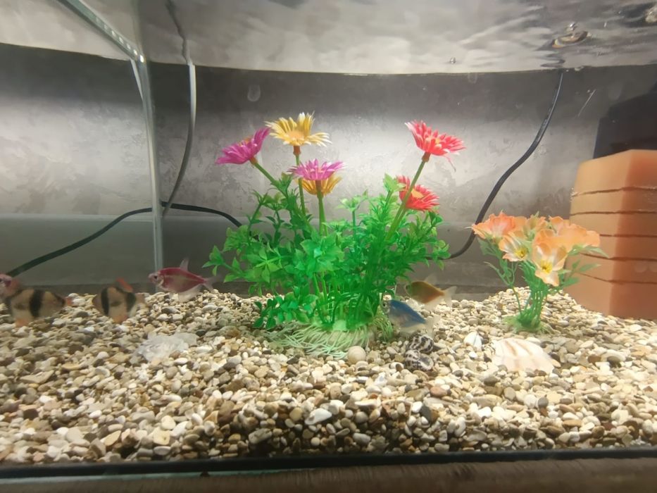 Продаю Аквариум с рыбками