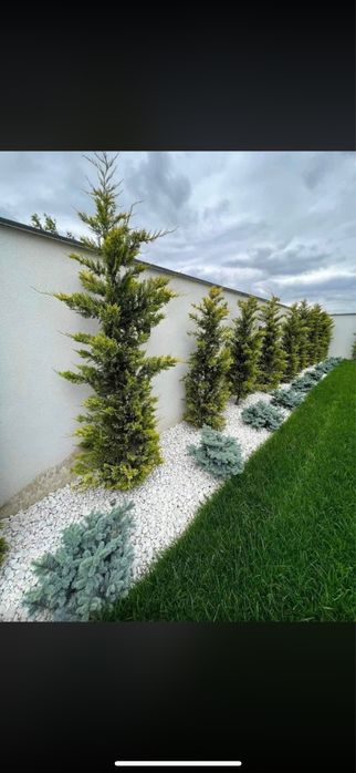 Leylandii Cupressus - Tu alegi Dimensiunea