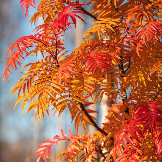 Pomi Ornamentali  sorbus dodong
