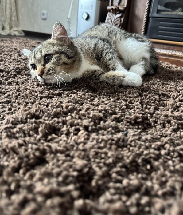 Дарю кошечку.