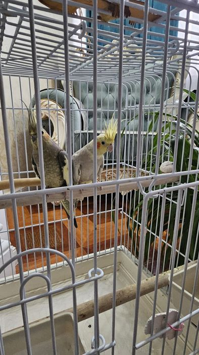 Попугай, 2попугая,очень красивые