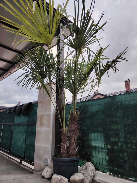 Палма, растения и цветя