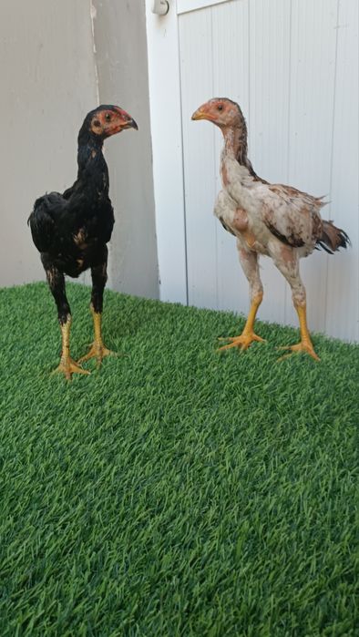 Dakan jojala sotiladi