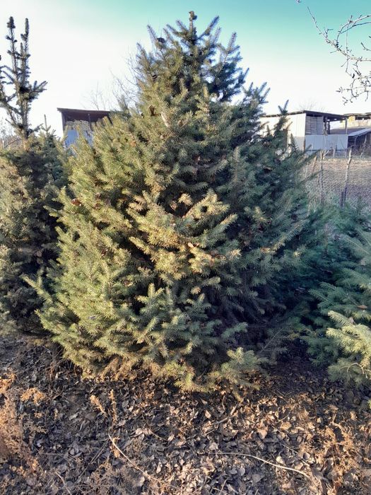 Продам ёлки по 15000