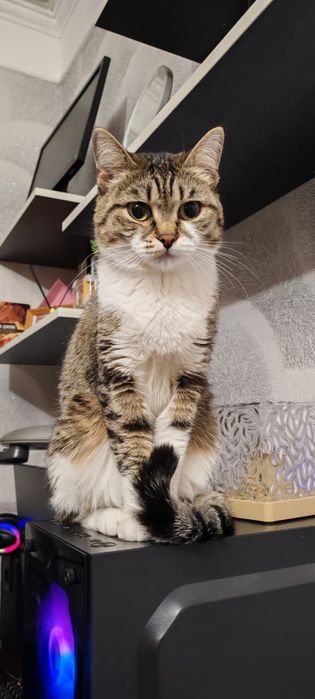 Отдаётся кошечка