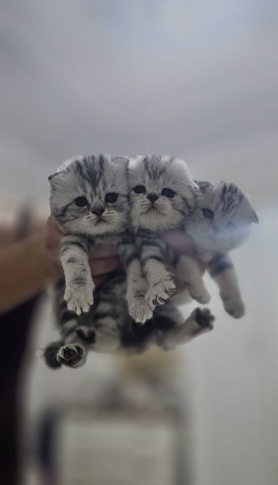 Вислоухие котята