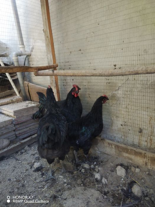 Qorashag'zoda tovuqlari