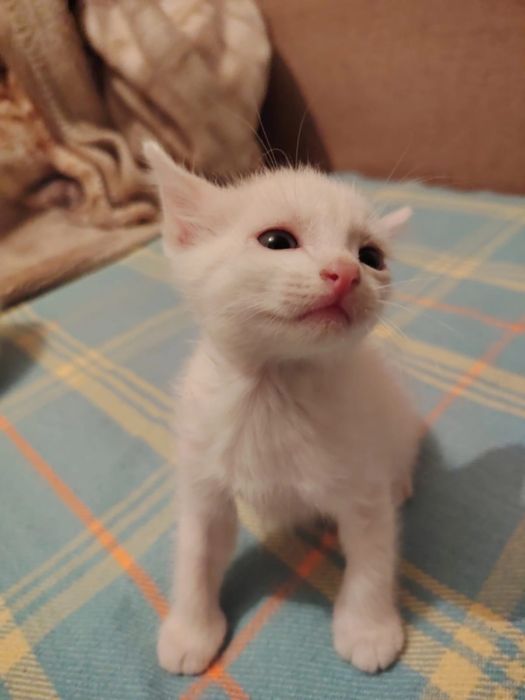 Отдам кошек бесплатно
