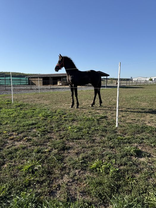 Manz frizian friesian  friz