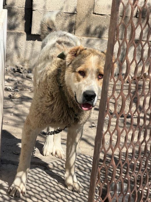 10 айлық Алабай ит сатылады