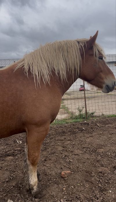 Vand iapa sange rece polonez