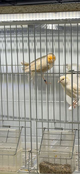 Канарейка пара самка и самец